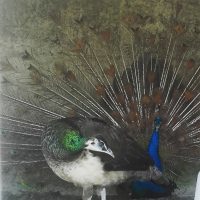 Galeria de Fotos - Quinta das Três Fontes