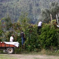 Galeria de Fotos - Quinta de Calvelos