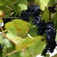 Galeria de Fotos - Quinta de Calvelos