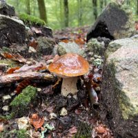 Galeria de Fotos - Vieira do Minho convida a conhecer os cogumelos da Serra da Cabreira